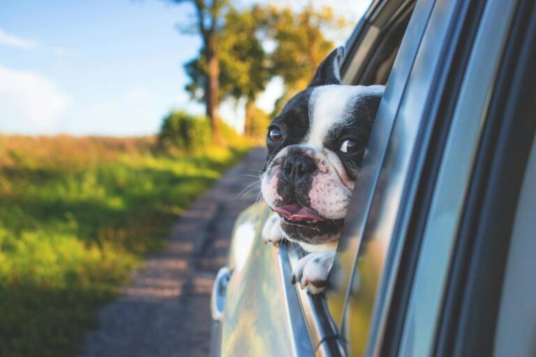 Dog safely riding in a car during pet transportation service in Coffs Harbour