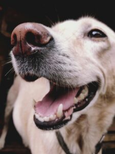 Happy dog smiling during a drop-in pet sitting visit in Coffs Harbour