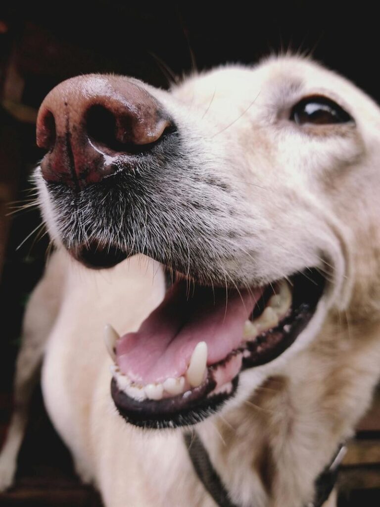 Happy dog smiling during a drop-in pet sitting visit in Coffs Harbour