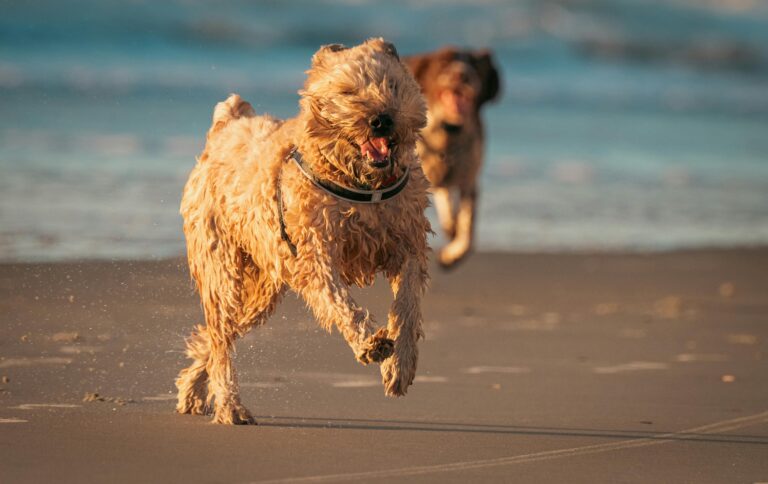 Dog running at the beach during a dog walking session in Coffs Harbour