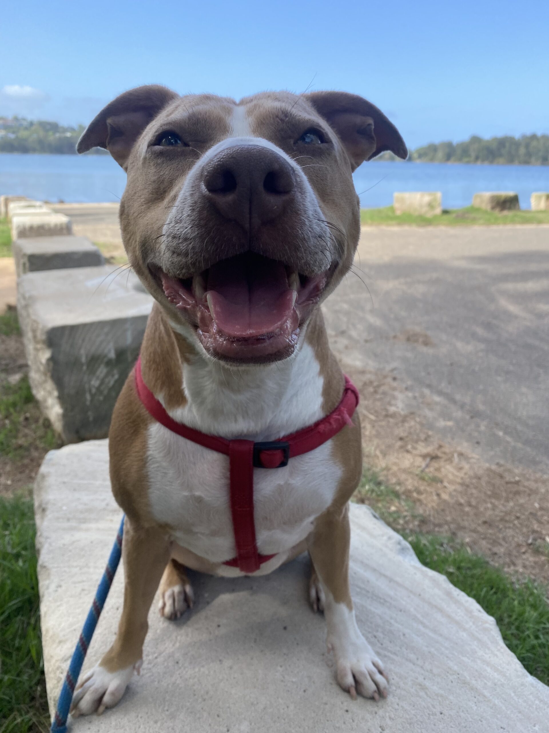 Hannah Brenegan, Collaroy, NSW