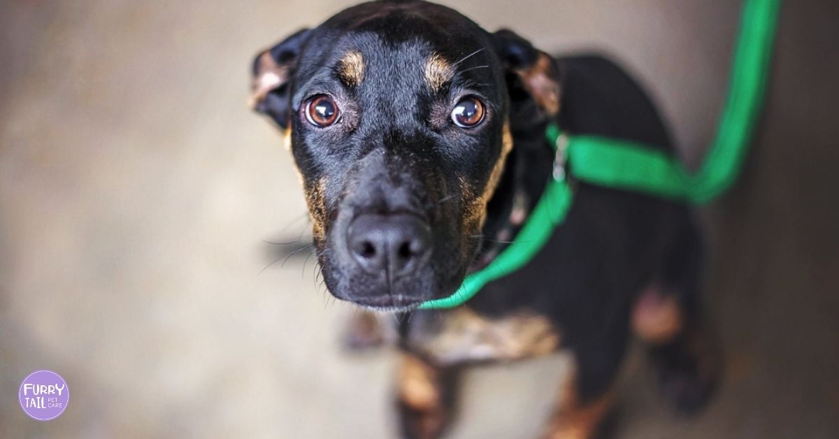 Anxious dog walking on a lead with tense body posture and ears back.