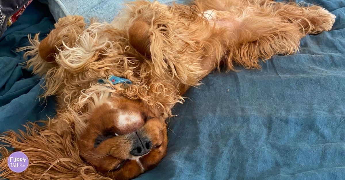 Cavalier King Charles Spaniel sleeping belly up on the bed during a pet sitting visit, completely relaxed.