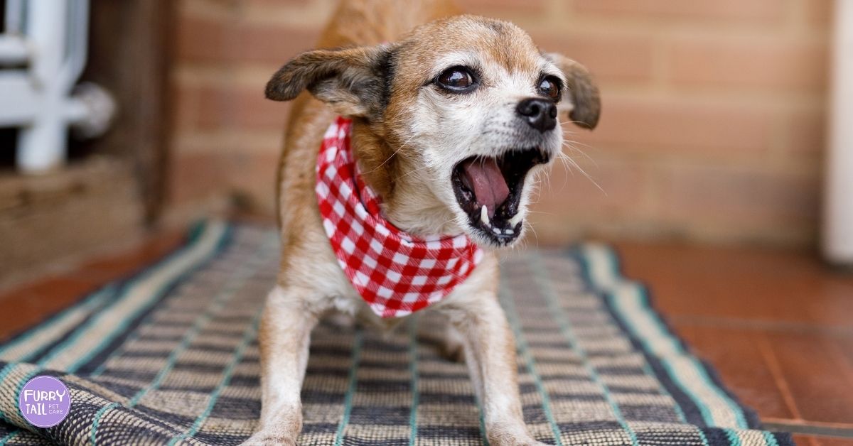 Small dog barking with tense body language, showing one of the common signs of anxiety.