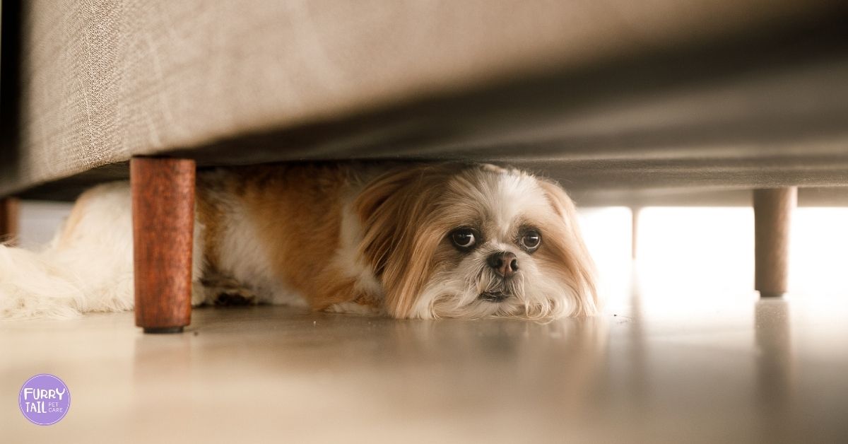 Nervous dog hiding under the bed, showing fear-based anxiety behaviour.