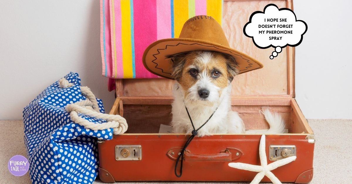Funny dog sitting inside a suitcase with a thought bubble saying “I hope she doesn’t forget my pheromone spray.”