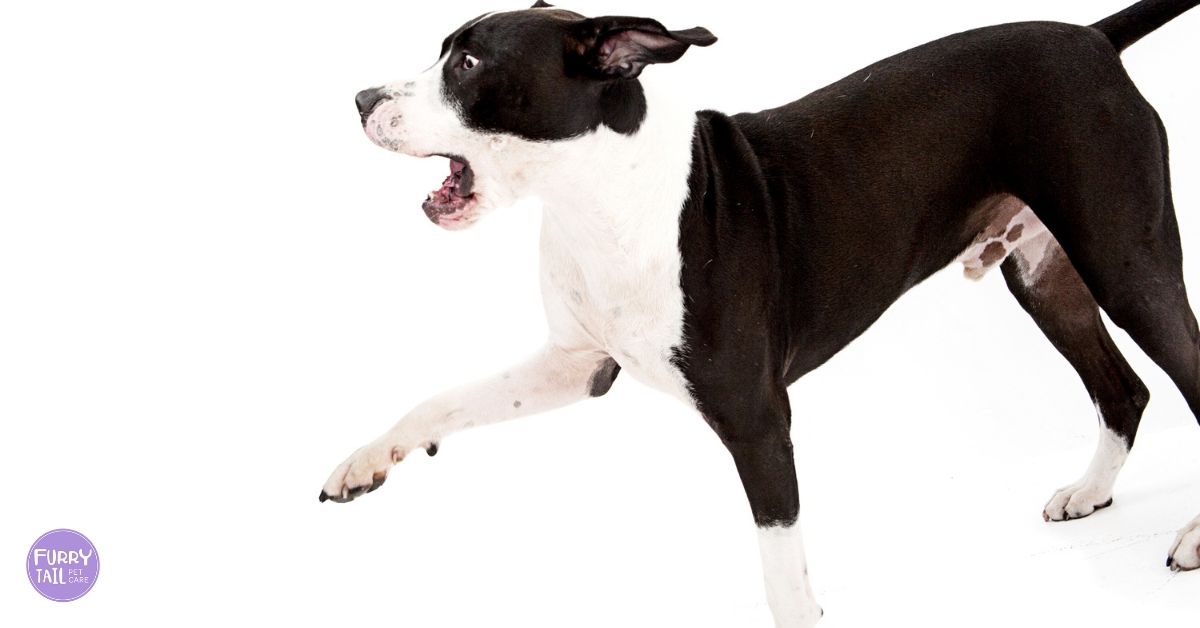 Dog pacing back and forth, indicating stress and restlessness