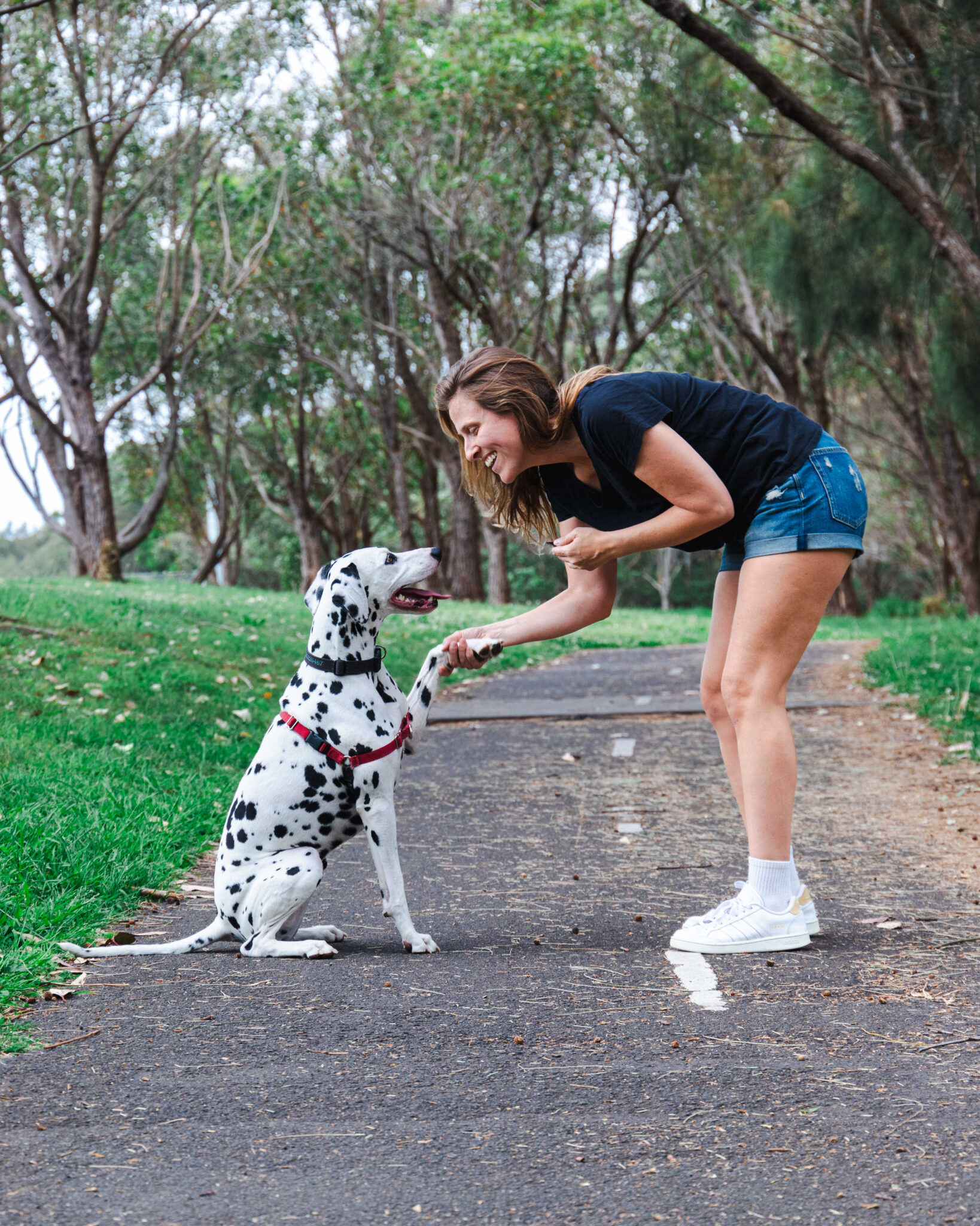 Pet Sitter in Coffs Harbour walking a Dalmatian