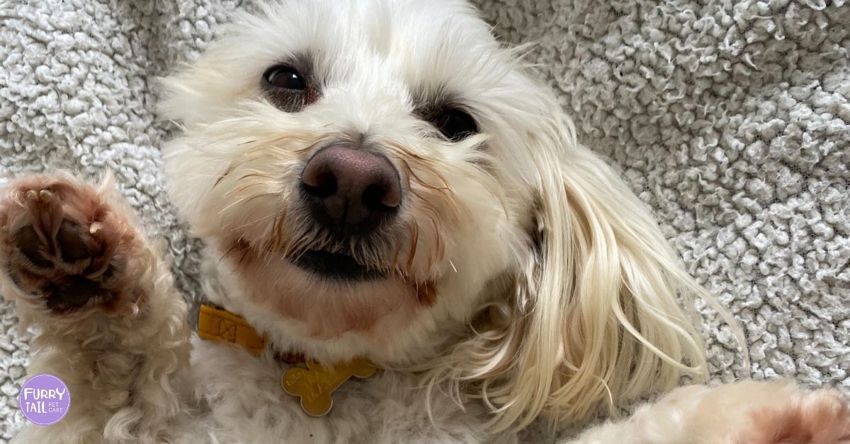 Small dog looking relaxed and happy after using pheromone therapy to reduce anxiety.