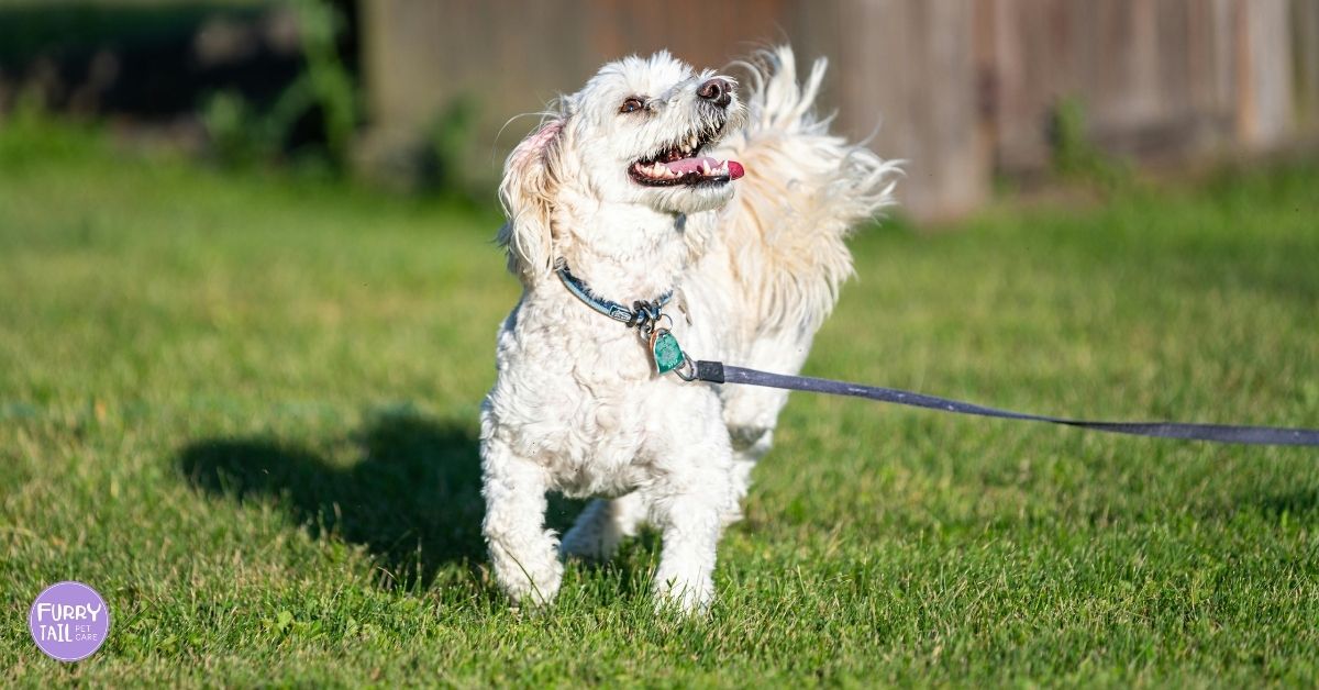 Tips for walking an anxious dog in action — happy, relaxed dog walking on a loose lead with a wagging tail.