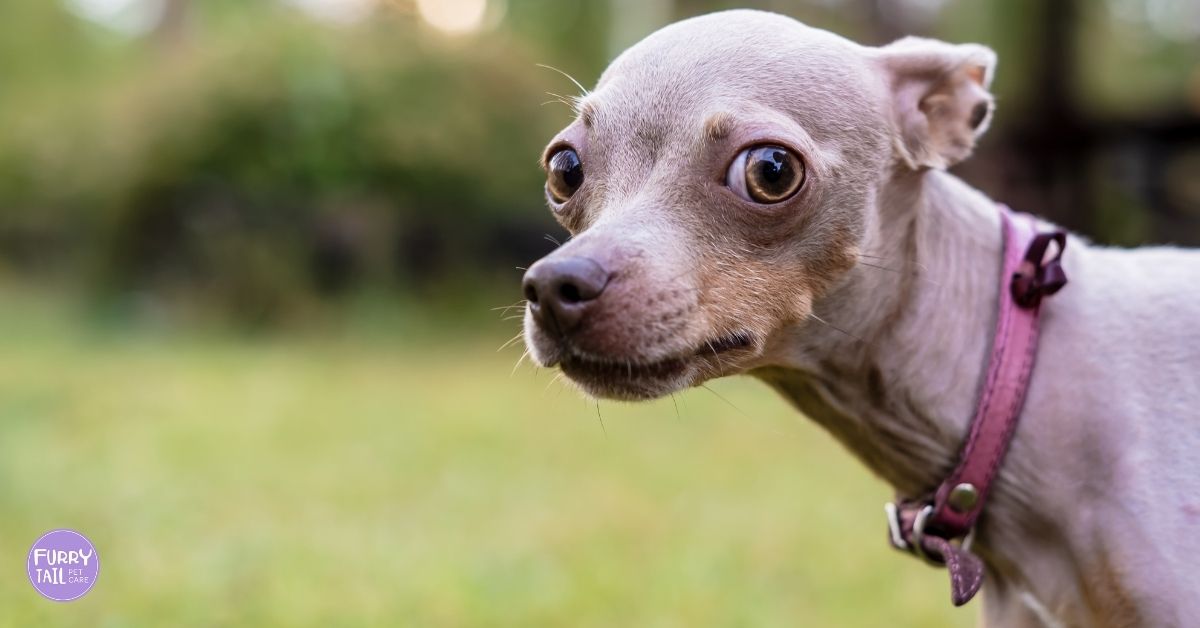 How to recognise anxiety in dogs — close-up of an anxious looking dog with worried eyes.