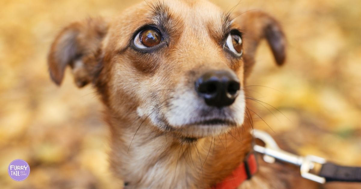 Nervous-looking dog stopping mid-walk with whale eyes, ears back and stiff posture, appearing unsure about moving forward.