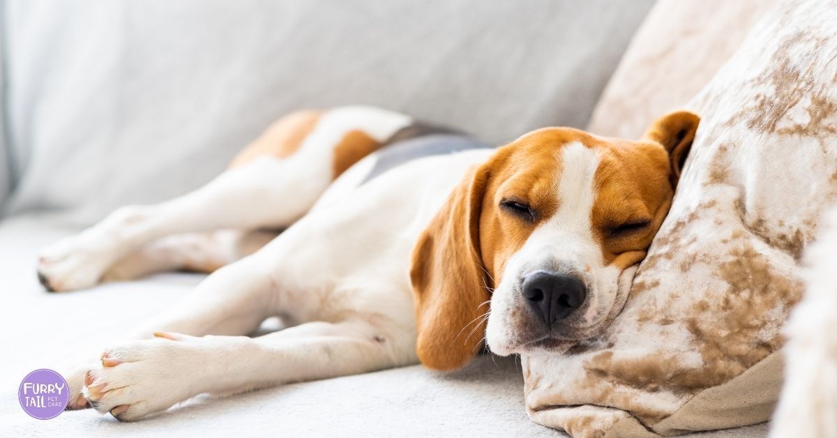 Pheromone therapy for dog anxiety — calm, happy dog lying peacefully on the couch after treatment.