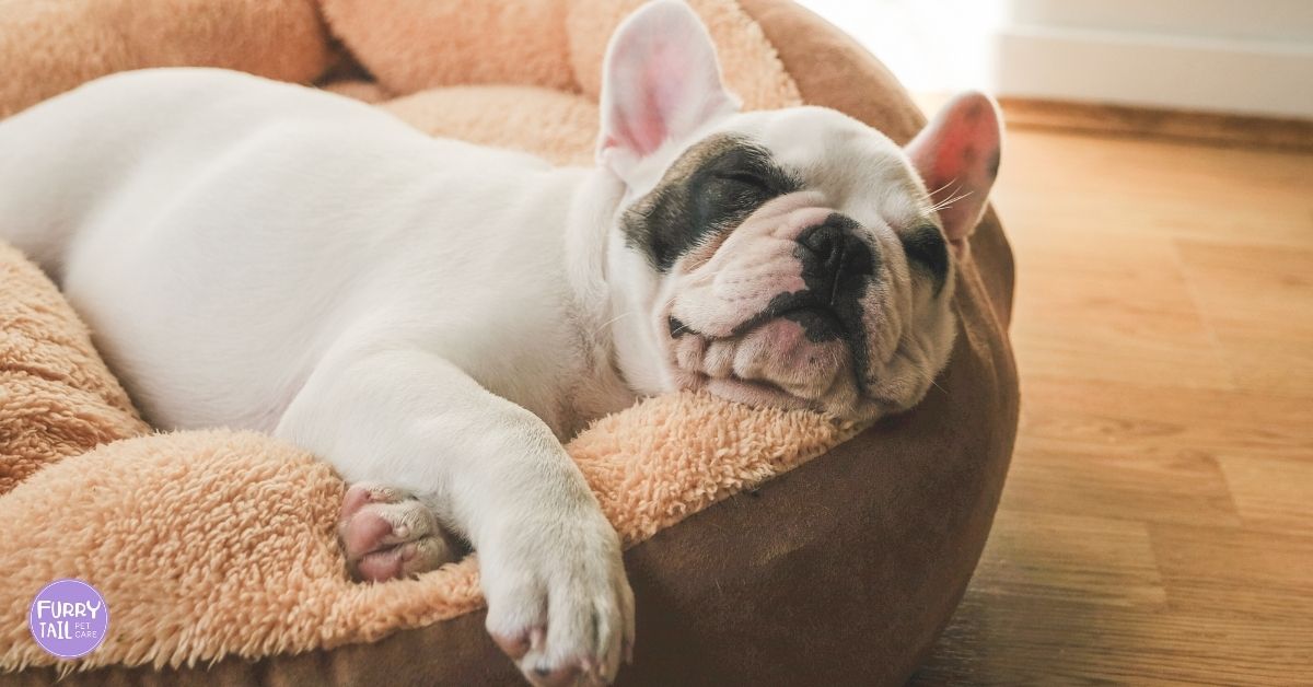 French Bulldog sleeping soundly in his bed, showing a calm and relaxed state.