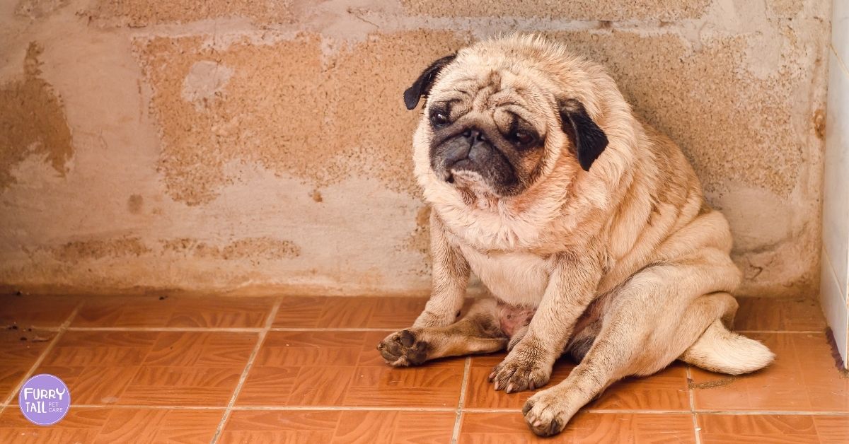 Sad dog sitting down, looking withdrawn and unhappy.