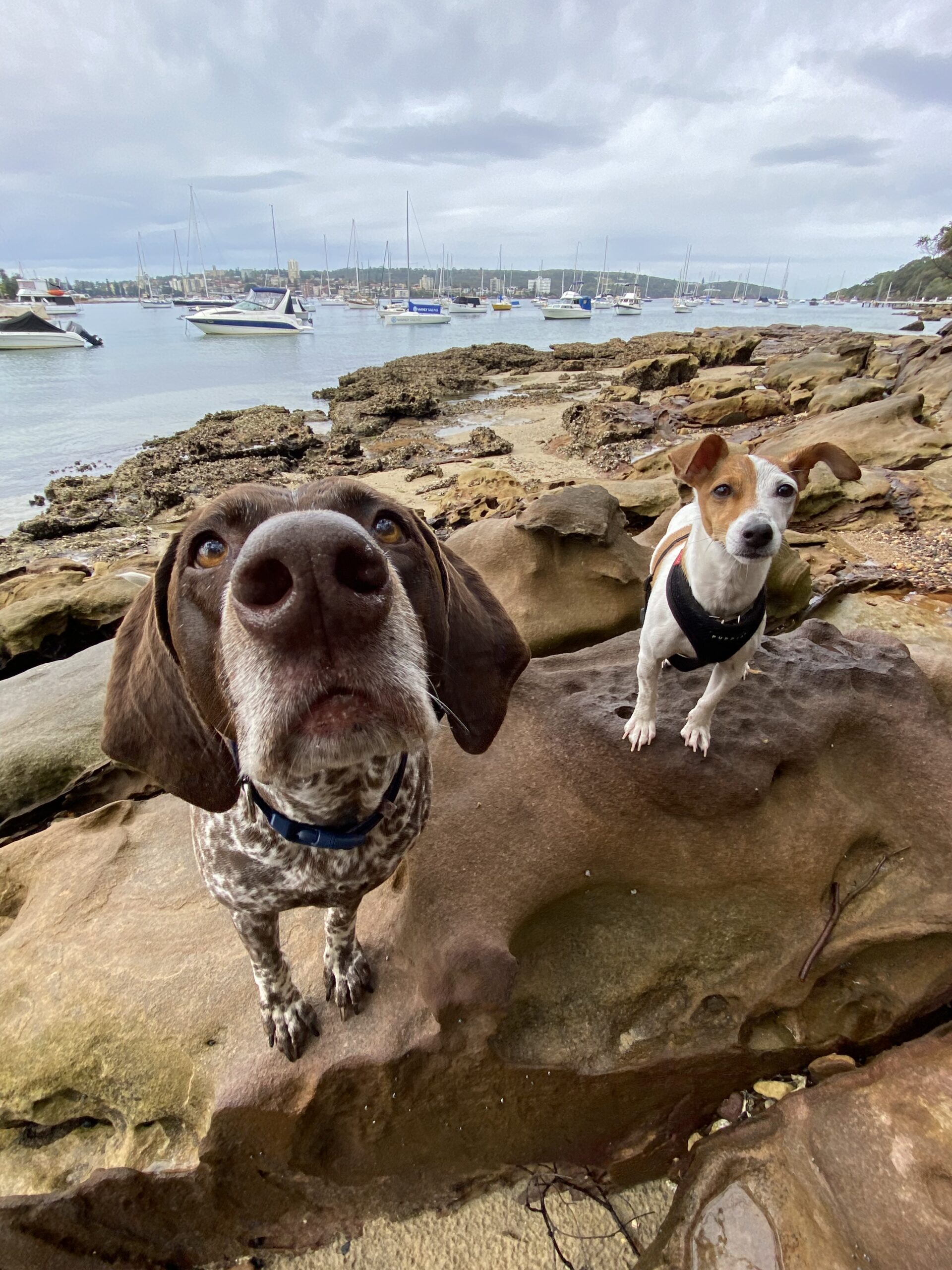 Isabelle, Balgowlah Heights, NSW