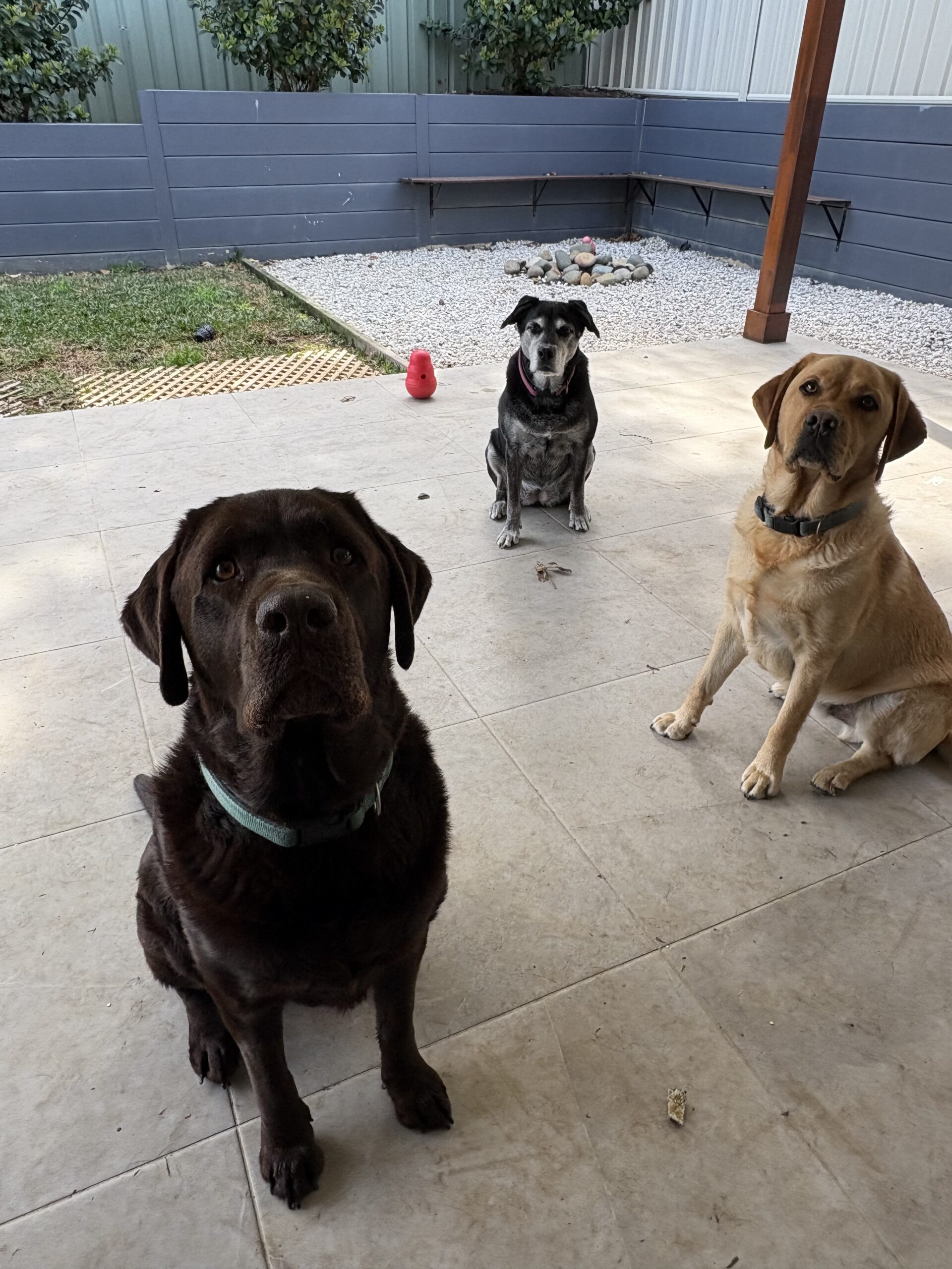 Averil Prudence, Woolgoolga, NSW