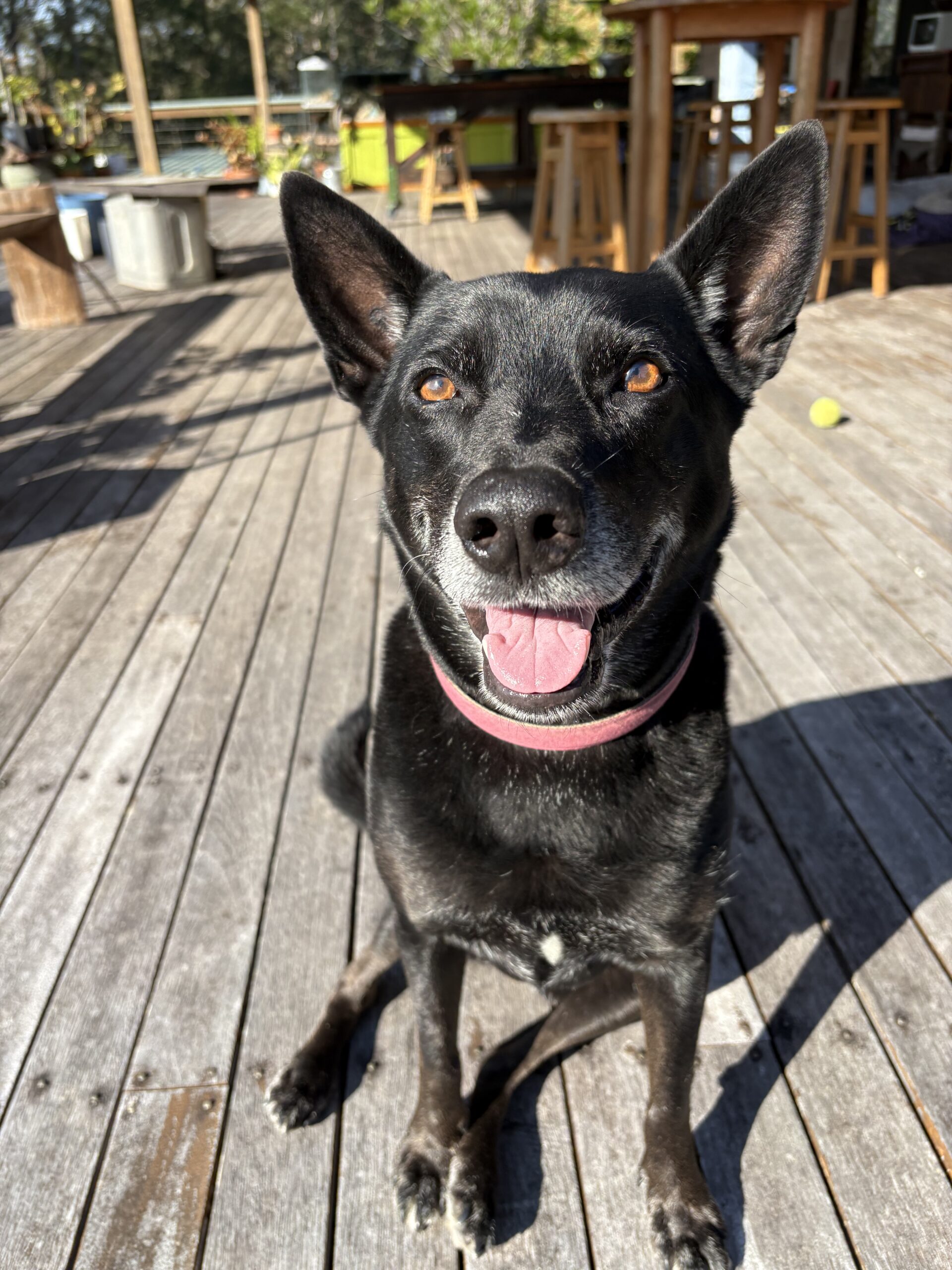 Ian Freeman, Dirty Creek, NSW