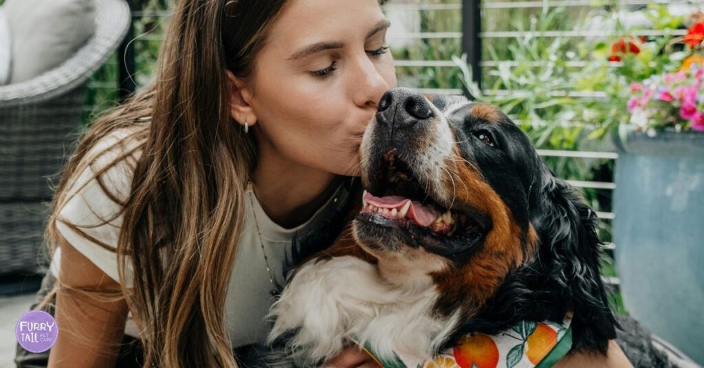 A pet sitter kissing a smiling Saint Bernard during a pet sitting in Coffs Harbour