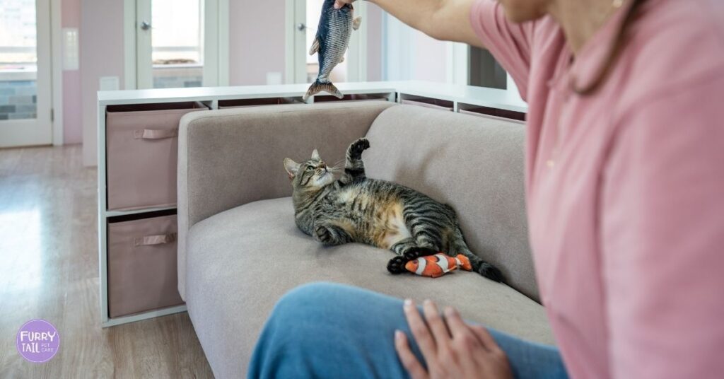 A cat playing with the best pet sitter in Coffs Harbour during a pet sitting visit