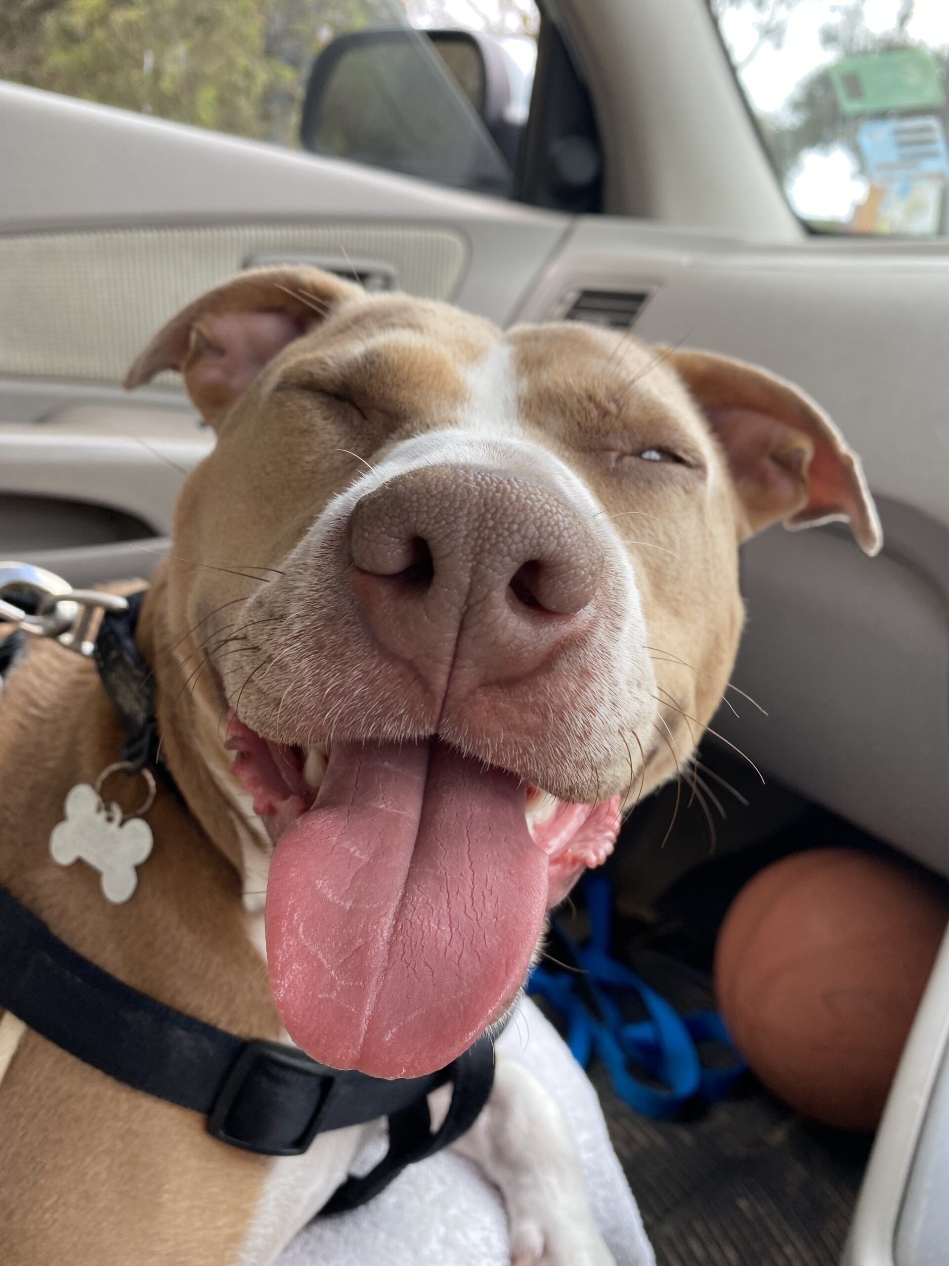 smiling dog during after a dog walking in Sydney