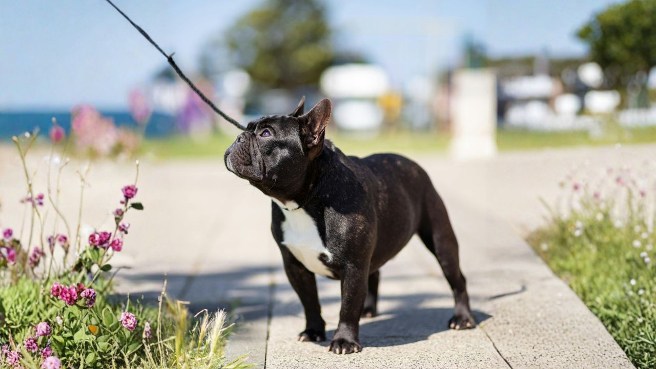 Black French bulldog on a lead beside flowers along a sunny footpath.