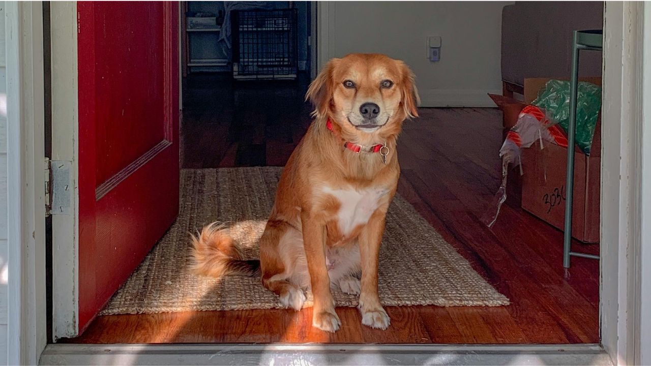 Golden brown dog wearing a red collar, sitting inside an open doorway at home.