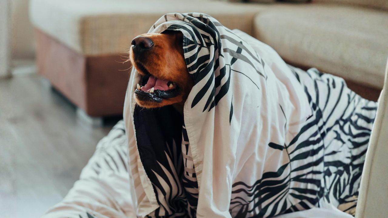 Dog peeking out from under a black and white patterned blanket beside a sofa.